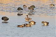 Wintertaling-20210224g1440YSXX9064acrfb-Biesbosch.jpg