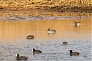 Wintertaling-20210224g1440YSXX9066acrfb-Biesbosch.jpg