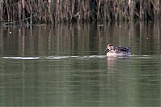 Wintertaling-20210922g14401A1A1591acrfb-Colijnsplaat.jpg