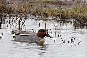 Filename=Wintertaling-20240411g14401A1A2580atcrfb-Schakerloopolder.jpg
Filesize=726KiB
Dimensions=1280x960
Date added=Apr 14, 2024 Wintertaling-20240411g14401A1A2580atcrfb-Schakerloopolder.jpg