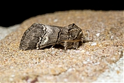 Filename=Witlijntandvlinder-Drymonia-querna-20150712g1280_MG_1098a.jpg
Filesize=681KiB
Dimensions=1280x960
Date added=Jul 12, 2015 Witlijntandvlinder-Drymonia-querna-20150712g1280_MG_1098a.jpg