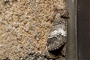 Filename=Witlijntandvlinder-Drymonia-querna-20150725g1280IMG_1645a.jpg
Filesize=986KiB
Dimensions=1280x960
Date added=Jul 27, 2015 Witlijntandvlinder-Drymonia-querna-20150725g1280IMG_1645a.jpg
