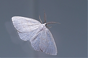 Witte-grijsbandspanner-Cabera-pusaria-20140621g1024IMG_5195a.jpg