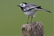 Filename=Witte-kwikstaart-20160510g12807X1A5205a.jpg
Filesize=658KiB
Dimensions=1280x960
Date added=May 16, 2016 Witte-kwikstaart-20160510g12807X1A5205a.jpg