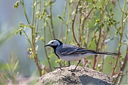 Filename=Witte-kwikstaart-20160513g12807X1A5600a.jpg
Filesize=707KiB
Dimensions=1280x960
Date added=May 13, 2016 Witte-kwikstaart-20160513g12807X1A5600a.jpg