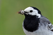 Witte-kwikstaart-20250525g14401A1A8679atcrfb-Maatjes.jpg