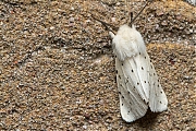 Witte-tijger-20150527g1280IMG_9426a.jpg