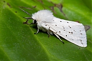 Witte-tijger-Spilosoma-lubricipeda-20130618g800IMG_6599a.jpg