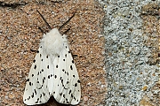 Filename=Witte-tijger-Spilosoma-lubricipeda-20140512g800IMG_3462a.jpg
Filesize=593KiB
Dimensions=800x600
Date added=May 13, 2014 Witte-tijger-Spilosoma-lubricipeda-20140512g800IMG_3462a.jpg