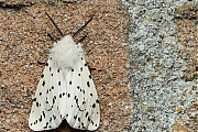 Witte-tijger-Spilosoma-lubricipeda-20140512g800IMG_3462a.jpg