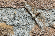 Witvlakdwergspanner-Eupithecia-succenturiata-20140804g1024IMG_5936c.jpg