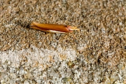Filename=Witvlekspitskopmot-Ypsolopha-parenthesella-20150626g1280IMG_0474a.jpg
Filesize=1127KiB
Dimensions=1280x960
Date added=Jun 28, 2015 Witvlekspitskopmot-Ypsolopha-parenthesella-20150626g1280IMG_0474a.jpg