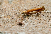 Filename=Witvlekspitskopmot-Ypsolopha-parenthesella-20150626g1280IMG_0479c.jpg
Filesize=825KiB
Dimensions=1280x960
Date added=Jun 28, 2015 Witvlekspitskopmot-Ypsolopha-parenthesella-20150626g1280IMG_0479c.jpg