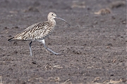 Wulp-20260504g14401A1A2613avcrfb-Broskens.jpg