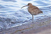 Wulp-20261002g14401A1A7491alvcrfb-Schakerloopolder.jpg