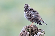 Filename=YSXX7315tenm7332kg10.jpg
Filesize=724KiB
Dimensions=1280x960
Date added=Mar 20, 2020 YSXX7315tenm7332kg10.jpg