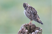 Filename=YSXX7315tenm7332kg3.jpg
Filesize=731KiB
Dimensions=1280x960
Date added=Mar 20, 2020 YSXX7315tenm7332kg3.jpg