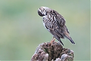 Filename=YSXX7315tenm7332kg4.jpg
Filesize=720KiB
Dimensions=1280x960
Date added=Mar 20, 2020 YSXX7315tenm7332kg4.jpg