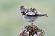 Filename=YSXX7315tenm7332kg5.jpg
Filesize=684KiB
Dimensions=1280x960
Date added=Mar 20, 2020 YSXX7315tenm7332kg5.jpg