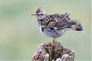 Filename=YSXX7315tenm7332kg6.jpg
Filesize=701KiB
Dimensions=1280x960
Date added=Mar 20, 2020 YSXX7315tenm7332kg6.jpg