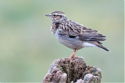 Filename=YSXX7315tenm7332kg7.jpg
Filesize=701KiB
Dimensions=1280x960
Date added=Mar 20, 2020 YSXX7315tenm7332kg7.jpg