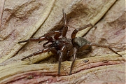 Filename=Zakspin-Clubionidae-20131112g800IMG_9305a.jpg
Filesize=359KiB
Dimensions=800x600
Date added=Nov 12, 2013 Zakspin-Clubionidae-20131112g800IMG_9305a.jpg