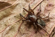 Filename=Zakspin-Clubionidae-20131112g800IMG_9318a.jpg
Filesize=415KiB
Dimensions=800x600
Date added=Nov 12, 2013 Zakspin-Clubionidae-20131112g800IMG_9318a.jpg