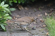 Filename=Zanglijster-20180618g1280YSXX2748a.jpg
Filesize=796KiB
Dimensions=1280x960
Date added=Jun 25, 2018 Zanglijster-20180618g1280YSXX2748a.jpg
