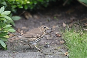 Filename=Zanglijster-20180618g1280YSXX2749a.jpg
Filesize=788KiB
Dimensions=1280x960
Date added=Jun 25, 2018 Zanglijster-20180618g1280YSXX2749a.jpg