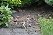 Filename=Zanglijster-20180618g1280YSXX2750a.jpg
Filesize=806KiB
Dimensions=1280x960
Date added=Jun 25, 2018 Zanglijster-20180618g1280YSXX2750a.jpg