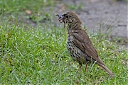 Zanglijster-20250804g14401A1A1838avcrfb-Pannenhoef.jpg