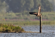 Zeearend-20120816g800IMG_8957a.jpg