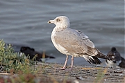Zilvermeeuw-20261002g14401A1A7512avcrfb-Oesterdam.jpg