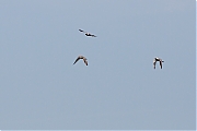 Filename=Zilverplevier-20160504g12807X1A4693a.jpg
Filesize=541KiB
Dimensions=1280x960
Date added=May 04, 2016 Zilverplevier-20160504g12807X1A4693a.jpg