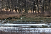 Zilverreiger-20200303g12807X1A8256a-Pannenhoef.jpg