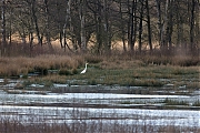 Zilverreiger-20200303g14407X1A8256acr-Pannenhoef.jpg