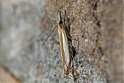 Zilverstreepgrasmot-Crambus-pascuellus-20140628g1024IMG_5413a.jpg