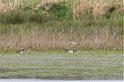 Filename=Zomertaling-20190409g12807X1A7263a.jpg
Filesize=1013KiB
Dimensions=1280x960
Date added=Apr 10, 2019 Zomertaling-20190409g12807X1A7263a.jpg