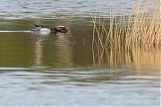 Filename=Zomertaling-20240406g14401A1A1977aggcrfb-Oude-Buisse-Heide.jpg
Filesize=753KiB
Dimensions=1280x960
Date added=Apr 08, 2024 Zomertaling-20240406g14401A1A1977aggcrfb-Oude-Buisse-Heide.jpg