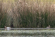 Zomertaling-20250322g14401A1A4164avcrfb-De-Matjens.jpg