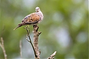 Filename=Zomertortel-20160531g12807X1A5697a.jpg
Filesize=593KiB
Dimensions=1280x960
Date added=May 31, 2016 Zomertortel-20160531g12807X1A5697a.jpg