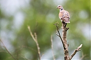 Filename=Zomertortel-20160531g12807X1A5699a.jpg
Filesize=527KiB
Dimensions=1280x960
Date added=Jun 01, 2016 Zomertortel-20160531g12807X1A5699a.jpg