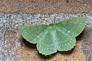 Zomervlinder-Geometra-papilionaria-20140702g1024IMG_5573a.jpg