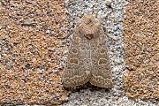 Filename=Zuidelijke-stofuil-Hoplodrina-ambigua-20150612g1280MG_9972a.jpg
Filesize=1352KiB
Dimensions=1280x960
Date added=Jun 12, 2015 Zuidelijke-stofuil-Hoplodrina-ambigua-20150612g1280MG_9972a.jpg