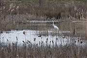 Zundert-Mortelbeek-20130408g8007X1A6138a.jpg