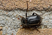 Filename=Zwarte-doodgraver-Nicrophorus-humator-20150423g1280IMG_8850a.jpg
Filesize=1309KiB
Dimensions=1280x960
Date added=Apr 25, 2015 Zwarte-doodgraver-Nicrophorus-humator-20150423g1280IMG_8850a.jpg