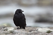 Filename=Zwarte-kraai-20150403g12807X1A3373a.jpg
Filesize=719KiB
Dimensions=1280x960
Date added=Apr 04, 2015 Zwarte-kraai-20150403g12807X1A3373a.jpg