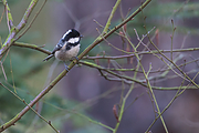Filename=Zwarte-mees-20131116g12807X1A9369an.jpg
Filesize=767KiB
Dimensions=1280x960
Date added=Dec 27, 2017 Zwarte-mees-20131116g12807X1A9369an.jpg