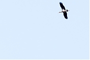 Zwarte-ooievaar-20180821g1280YSXX2775a.jpg