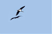 Zwarte-ooievaar-20260728g14401A1A5668avghcrfb-Kelsdonk.jpg